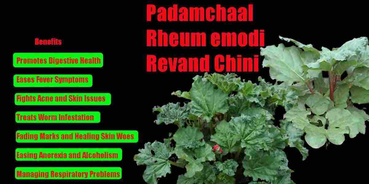 Padamchaal: Rheum emodi Benefits, Precaution, Uses & More!