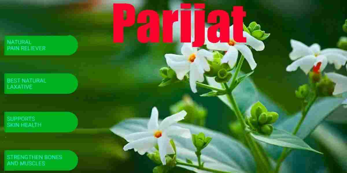 Parijat: Nyctanthes arbor-tristis Benefits, Uses, Precaution & More!