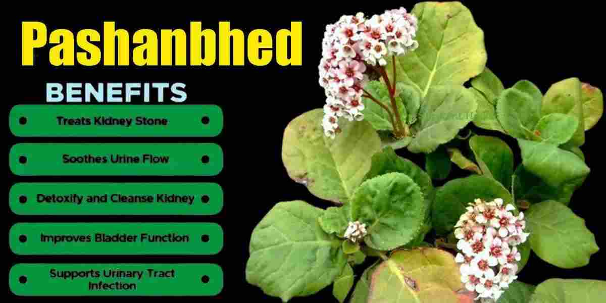 Pashanbhed: Pakhanbhed: Bergenia Ligulata Benefits, Uses, Precaution & More!