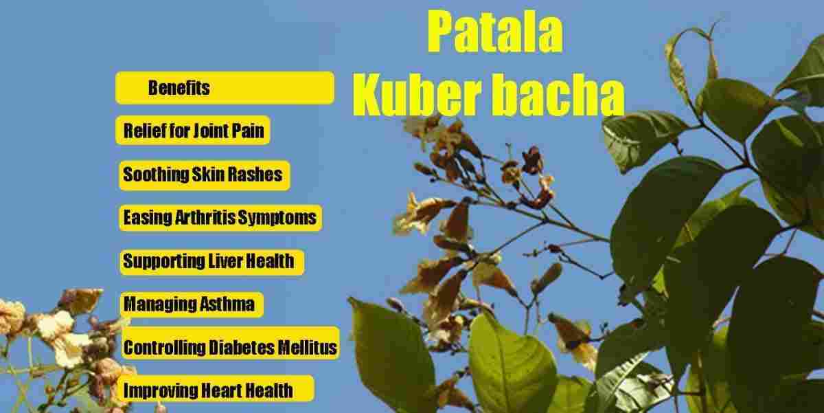 Patala: Kuber bacha: Stereospermum suaveolens Benefits, Uses, Precaution & More!