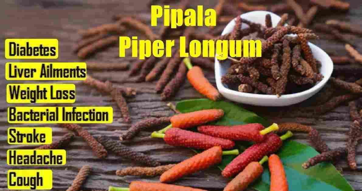 Pipala: Long Pepper: Piper Longum Benefits, Uses, Precaution & More!