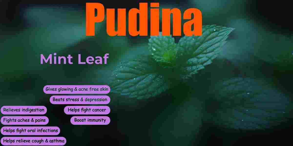 Pudina: Mint: Mentha Benefits, Uses, Precaution & More!