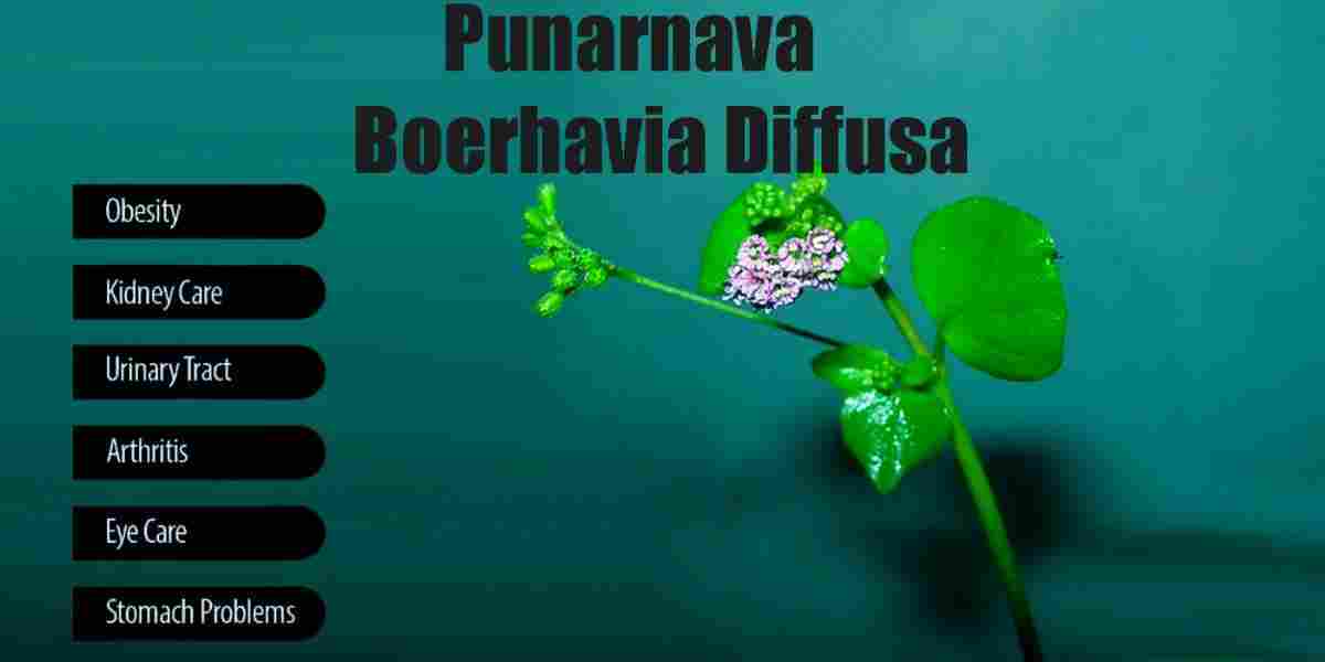 Punarnava: Hog Weed: Boerhavia Diffusa Benefits, Uses, Precaution & More!