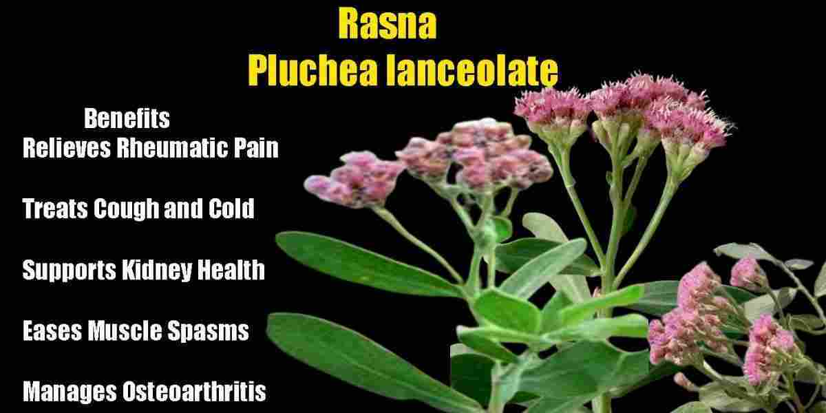 Rasna: Pluchea lanceolate Benefits, Uses, Precaution &More!