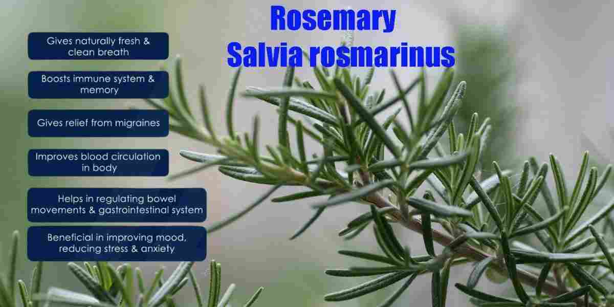 Rosemary: Salvia rosmarinus Benefits, Uese, Precaution & more!