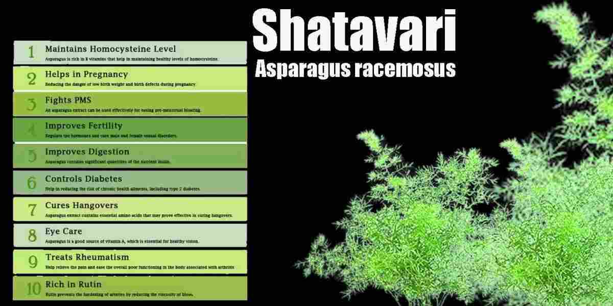 Shatavari: Asparagus racemosus Benefits, Uses, Precaution & More!