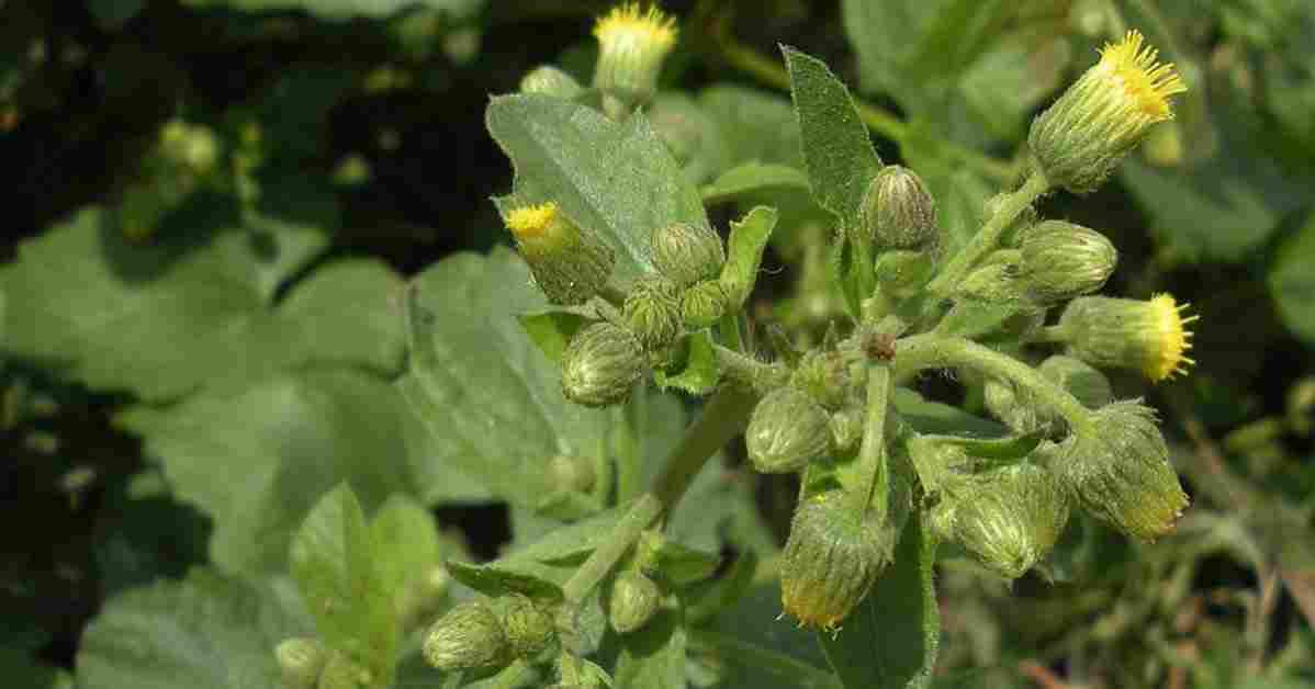 थाङ्गने झार Discover the Medicinal Properties of Thangne Jhar (Blumea)