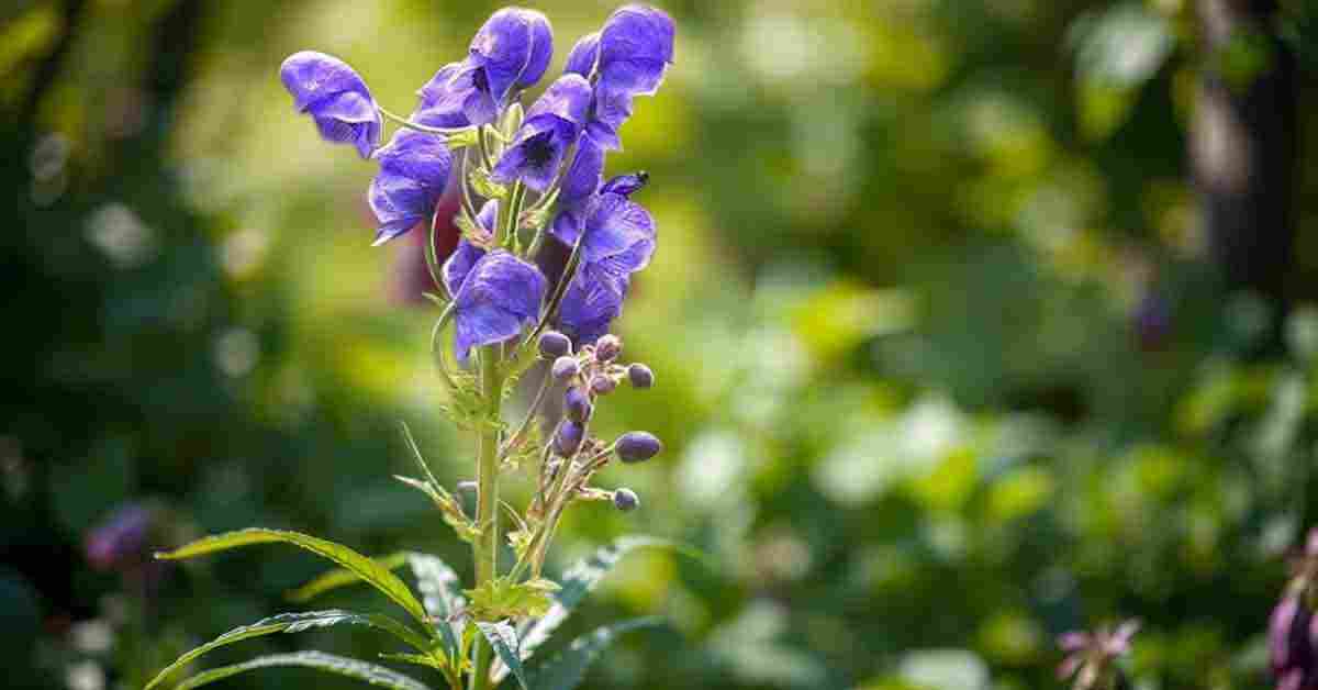 अतीस Ativisha (Aconitum Heterophyllum): Benefits, Uses, and Ayurvedic Remedies for Digestion, Cough & More