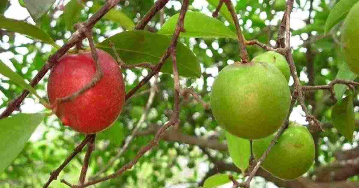 कोकम Kokum (Garcinia indica) Benefits, Uses, Side Effects & Ayurvedic Remedies