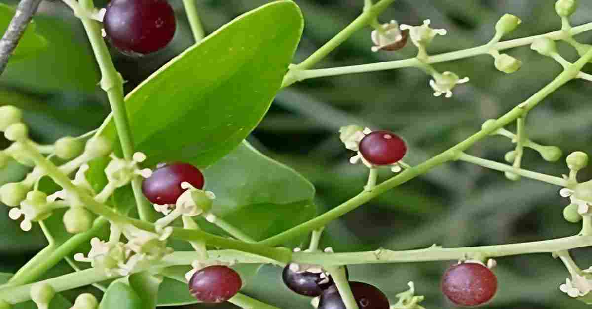 पीलू Pilu (Miswak Tree): Benefits, Uses, and Ayurvedic Remedies for Health
