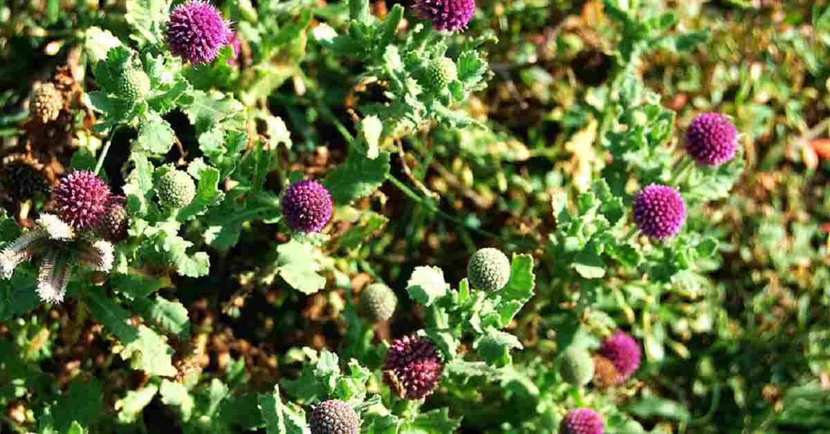 सुपारी झार Supari Jhar (Sphaeranthus indicus): Benefits, Uses, and Ayurvedic Remedies for Health