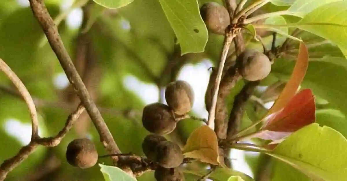 बर्रो Barro (Terminalia bellirica) Benefits, Uses & Side Effects: A Complete Ayurvedic Guide