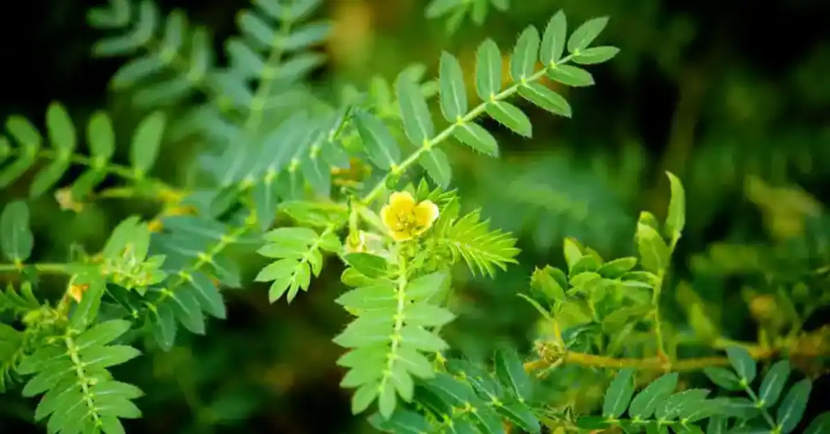 गोखरु Gokshura (Tribulus Terrestris) Benefits, Uses, and Side Effects – A Complete Guide