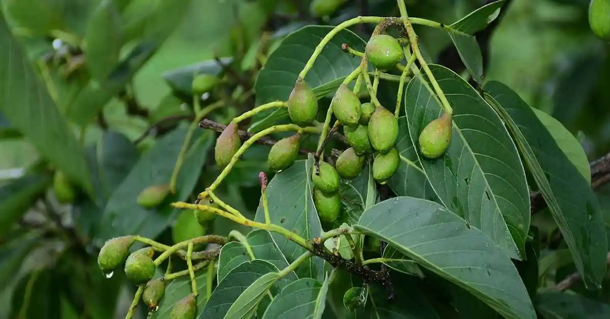 हर्रो (Terminalia chebula)