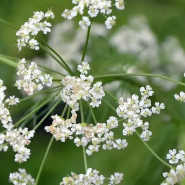 सीताको सिन्दुरफूल (Sita ko sindurphul सिन्दुरिया (Sinduriya) Bixa orellana Linn.Main Use and benefits