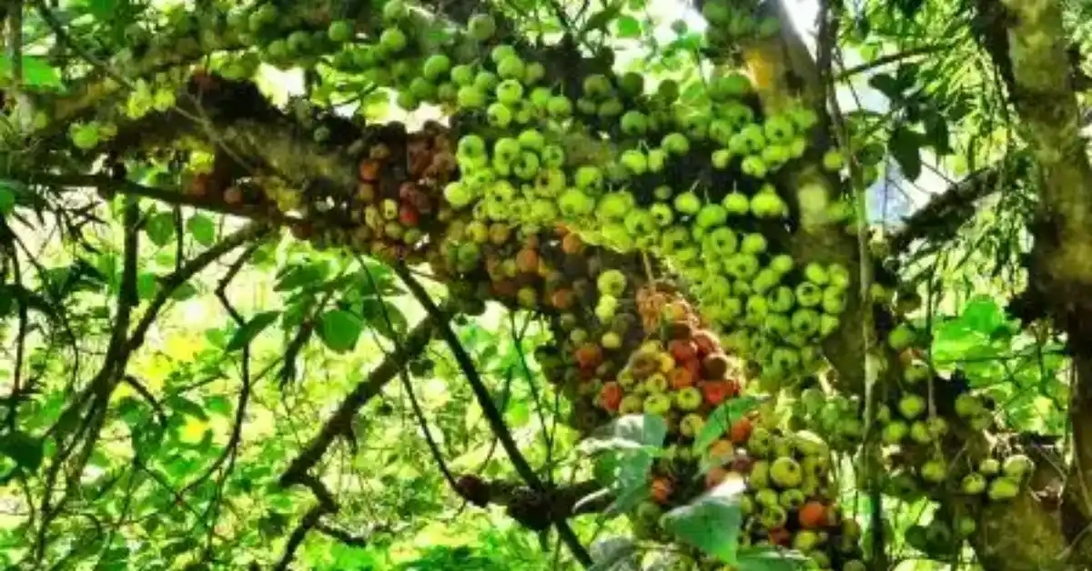 कठगुलरिया Gular Plant (Cluster Fig) Benefits: Natural Remedies for Hair Follicle Inflammation, Skin Infections & More