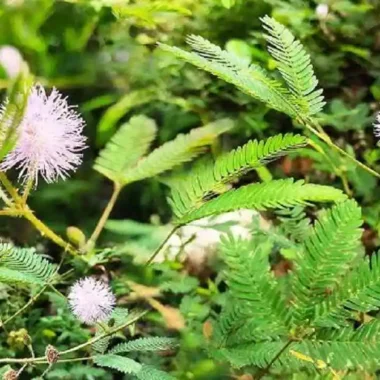 सीताको सिन्दुरफूल (Sita ko sindurphul सिन्दुरिया (Sinduriya) Bixa orellana Linn.Main Use and benefits