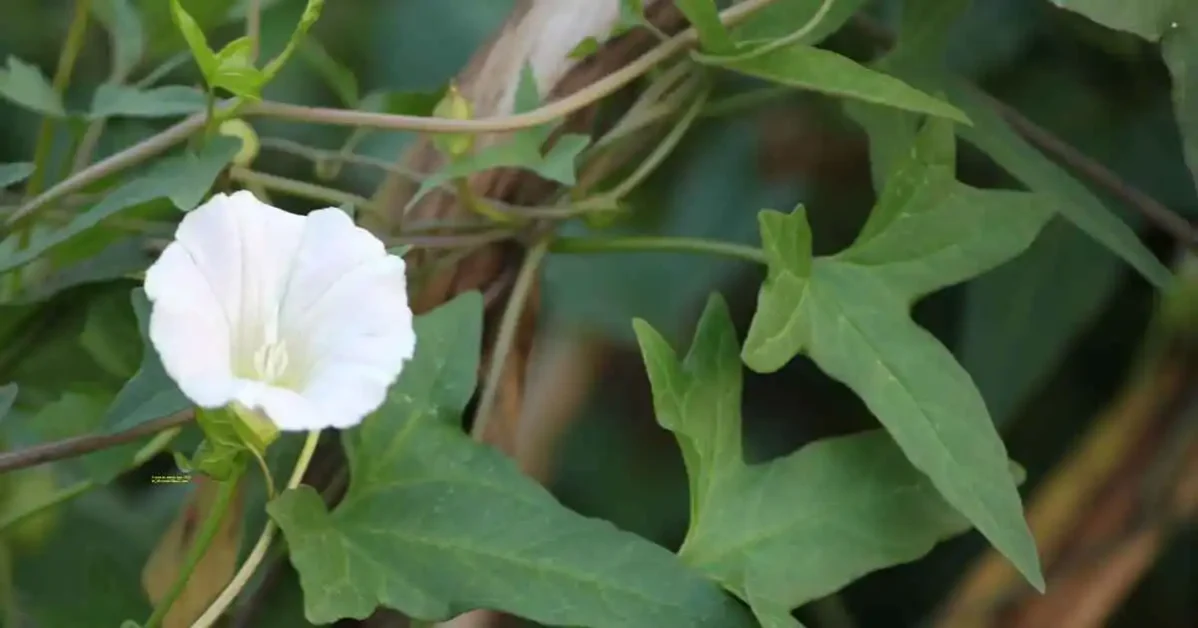शंखपुष्पी Shankhpushpi Benefits: Boost Memory, Reduce Stress & Improve Health