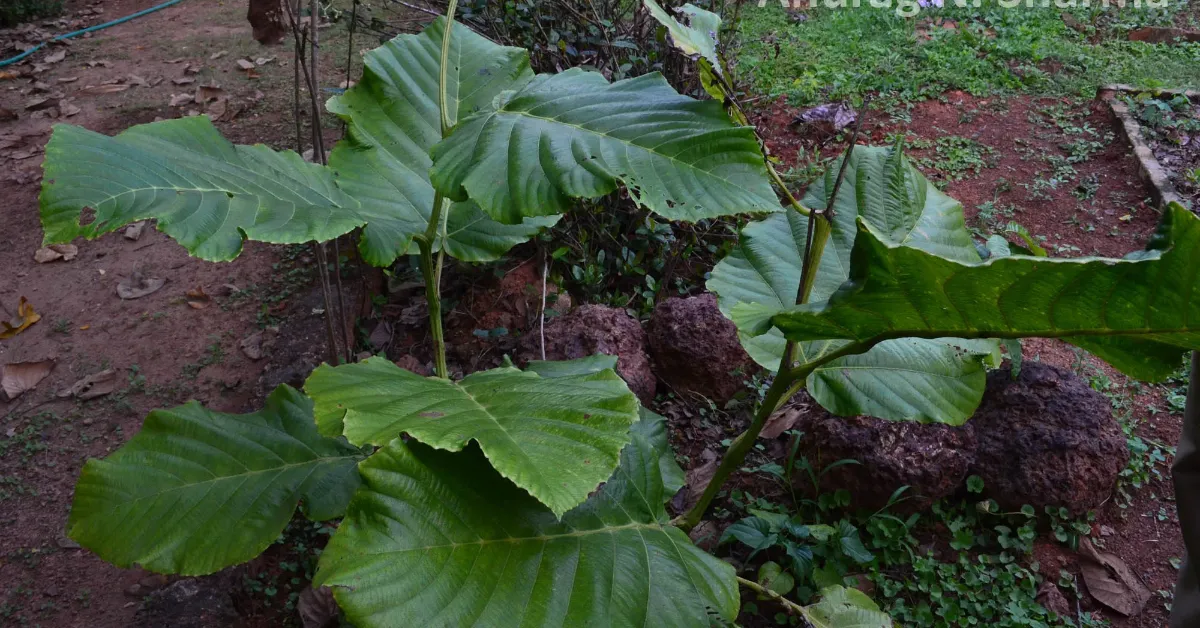 गलेनी Galeni (Leea macrophylla Roxb. ex Hornem.) – Benefits, Uses, and Medicinal Properties.