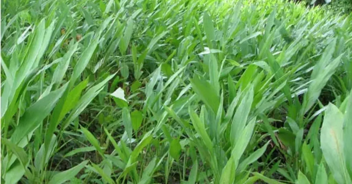 Discover the Benefits of आम्रगन्ध (Amragandha) – Curcuma amada Roxb. for Health and Wellness