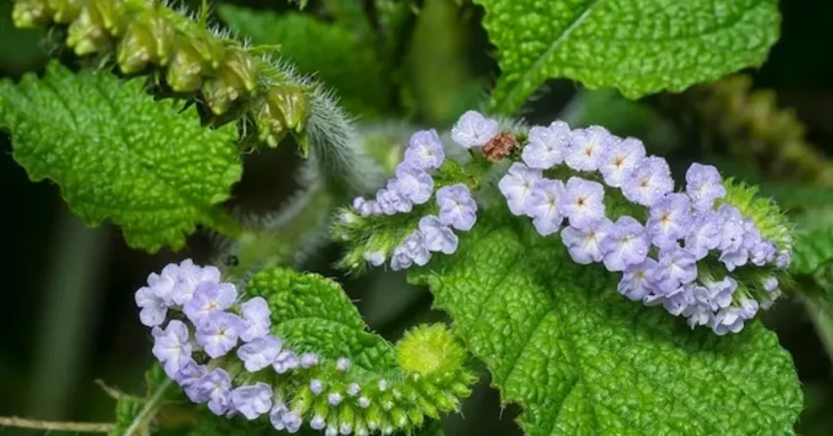 हात्ति सुंडे झार Heliotropium Indicum (Hatti Sunde Jhar) - Uses, Benefits, and Growing Tips