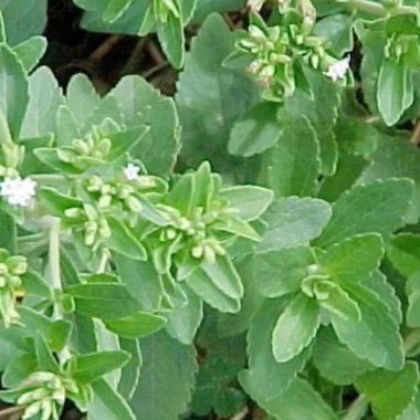 Ayurvedic Medicine for Sinusitis