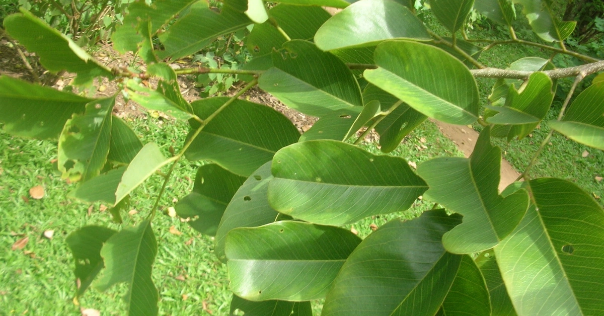 विजयसाल (Vijayashal) Pterocarpus marsupium Roxb. Benefits, uses and Using Method