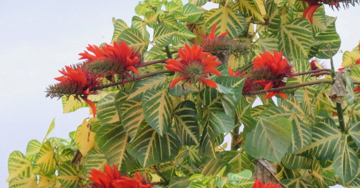 Phaledo (फलेदो), Paribhadra (पारिभद्र) Erythrina variegata Linn. Using method, uses and Benefits