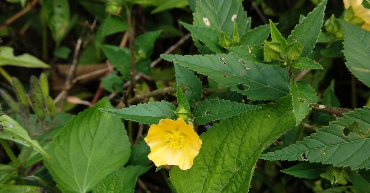 Bariyaar (बरियार), Mahabala (महाबला) Sida rhombifolia Linn. Benefits , uses and using method