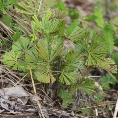 Ayurvedic Medicine for Sinusitis