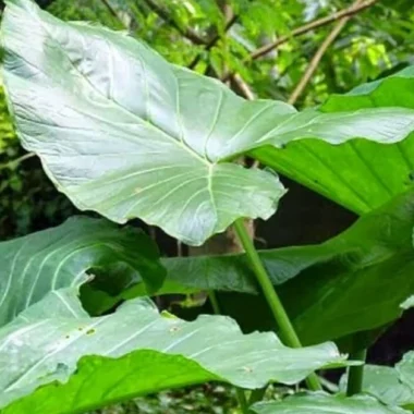 Ayurvedic Medicine for Sinusitis