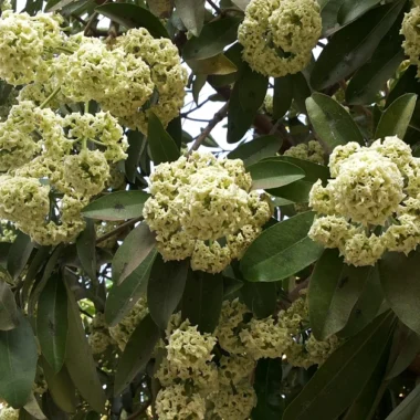 छतिवन (Alstonia scholaris) एपोसाइनेसी (Apocynaceae) Alstonia scholaris (Linn.) R. Br.  Benefits , uses and Method