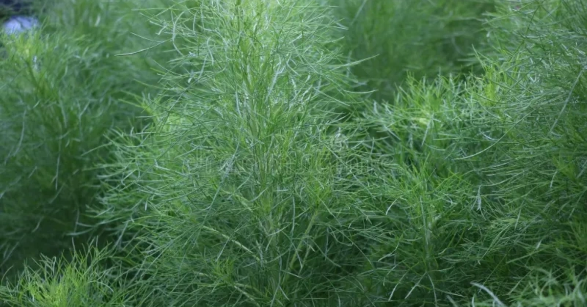 सौंफ (Saunf)सुप, शतपुष्पा( Shatpushpa ) Anethum graveolens Linn. Benefits, uses and Method