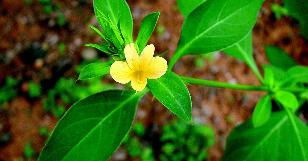 पहेँलो असुरो (pahelo asuro) Saireyek Piyabasa (सैरेयक) Barleria prionitis Linn. Benefits, uses and Important