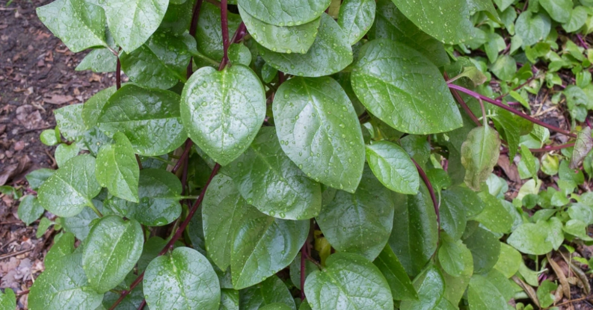 Poi Saag(पोइसाग), Potaki( पोतकी) Basella alba Linn. Benefits, uses and using method