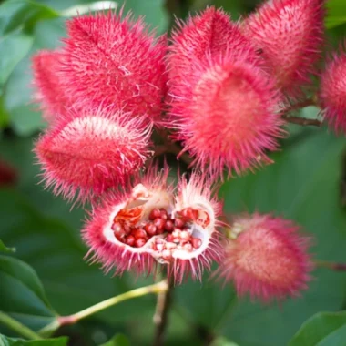 सीताको सिन्दुरफूल (Sita ko sindurphul सिन्दुरिया (Sinduriya) Bixa orellana Linn.Main Use and benefits