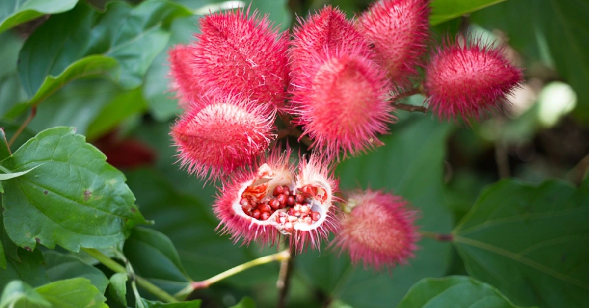 सीताको सिन्दुरफूल (Sita ko sindurphul सिन्दुरिया (Sinduriya) Bixa orellana Linn.Main Use and benefits