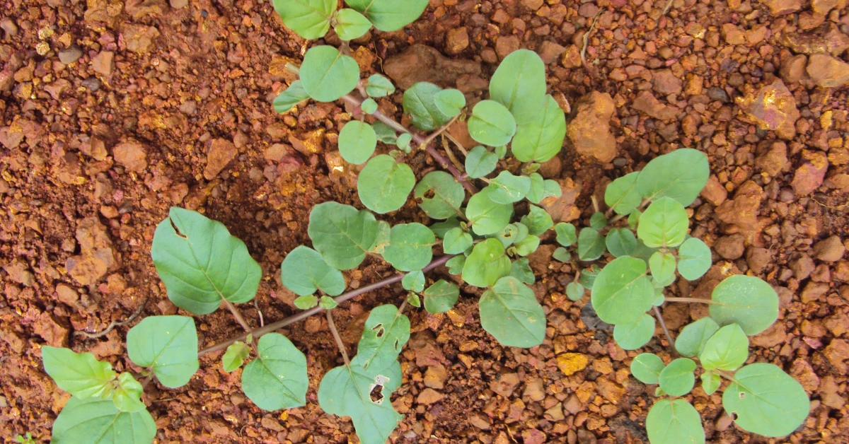 Punarnva (पुनर्नवा) Boerhavia diffusa Linn. Benefits and uses