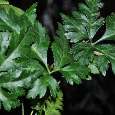 Ayurvedic Medicine for Sinusitis