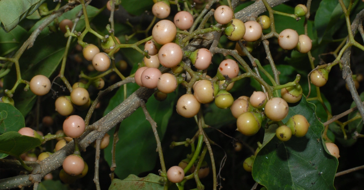 बोहोरी (Bohori), श्लेष्मातक (Shleshmatmak) Cordia dichotoma Forst.f. Benefits, Uses and Using Method