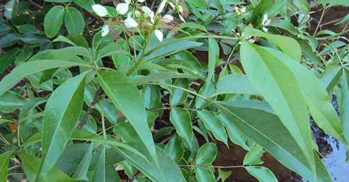 Sipligan (Varun), Crataeva nurvala, is a medicinal herb used for kidney stones, urinary health, and inflammation. It supports detox and is taken as decoction or powder.