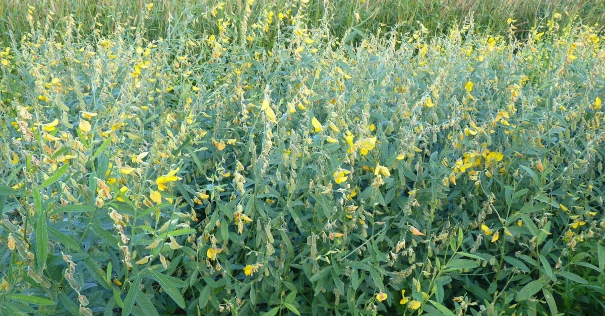 छिनछिने सन (Chhin Chhine San) Shan( शण ) Crotalaria juncea Linn Benefits, Using Method and Uses