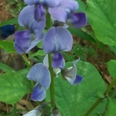 Ayurvedic Medicine for Loss Of Libido