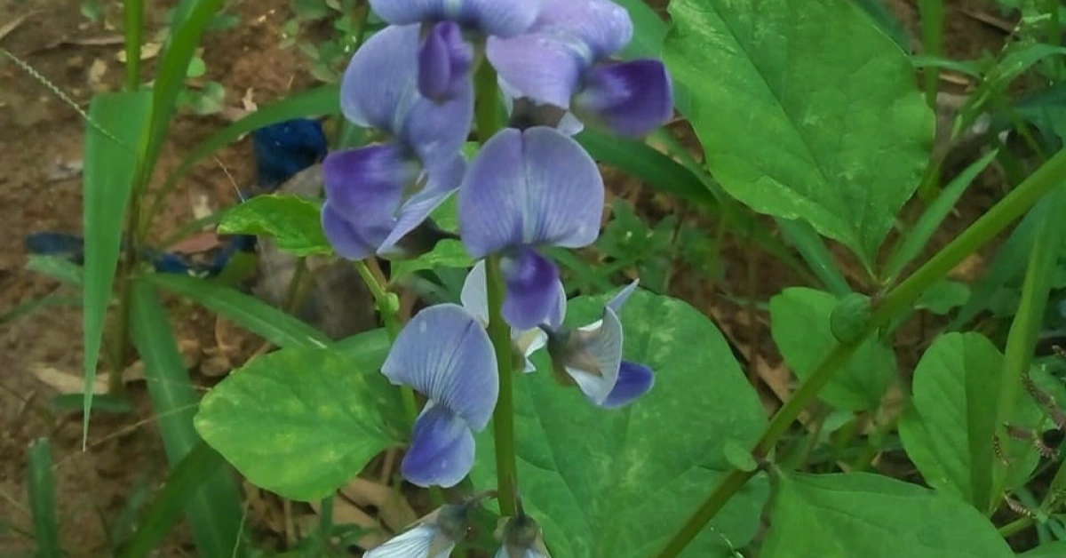 छिकू (Chiku) शोभापुष्पी Shanpushpi (शणपुष्पी) Crotalaria verrucosa Linn. Benefits, uses and using Methods