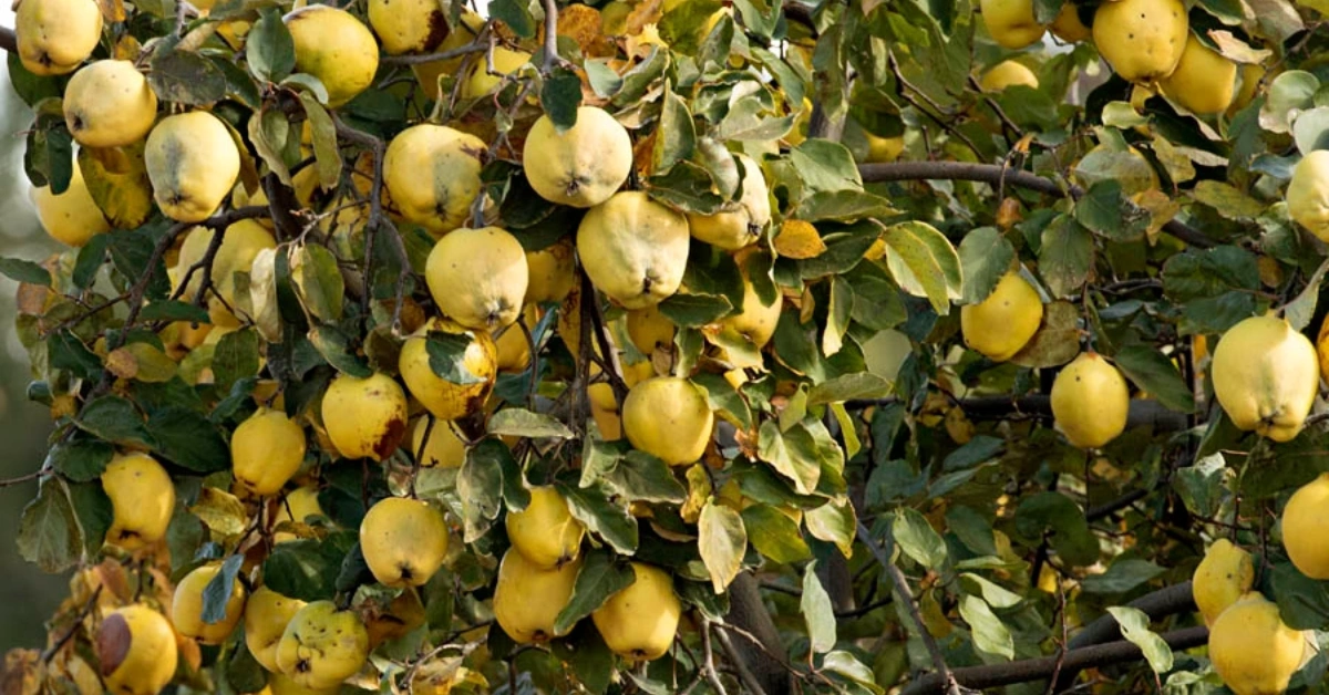 Bihee (बिही) Cydonia oblonga Mill. Benefits and using method