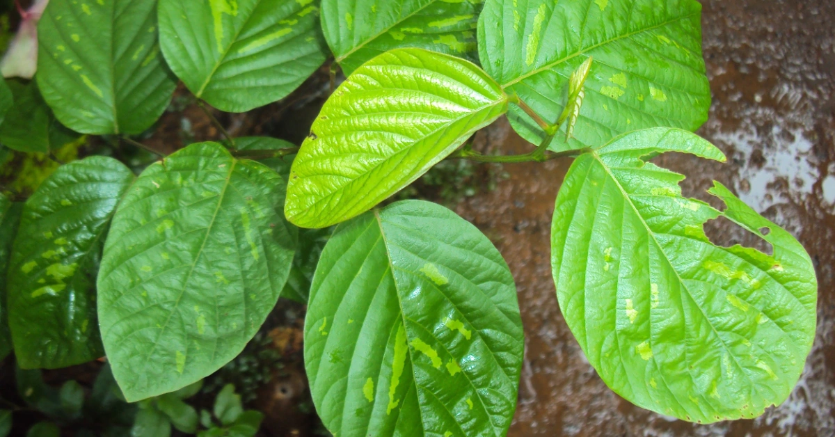 सालपर्णी (Saalparnii) Desmodium gangeticum (Linn.) DC. Benefits and uses