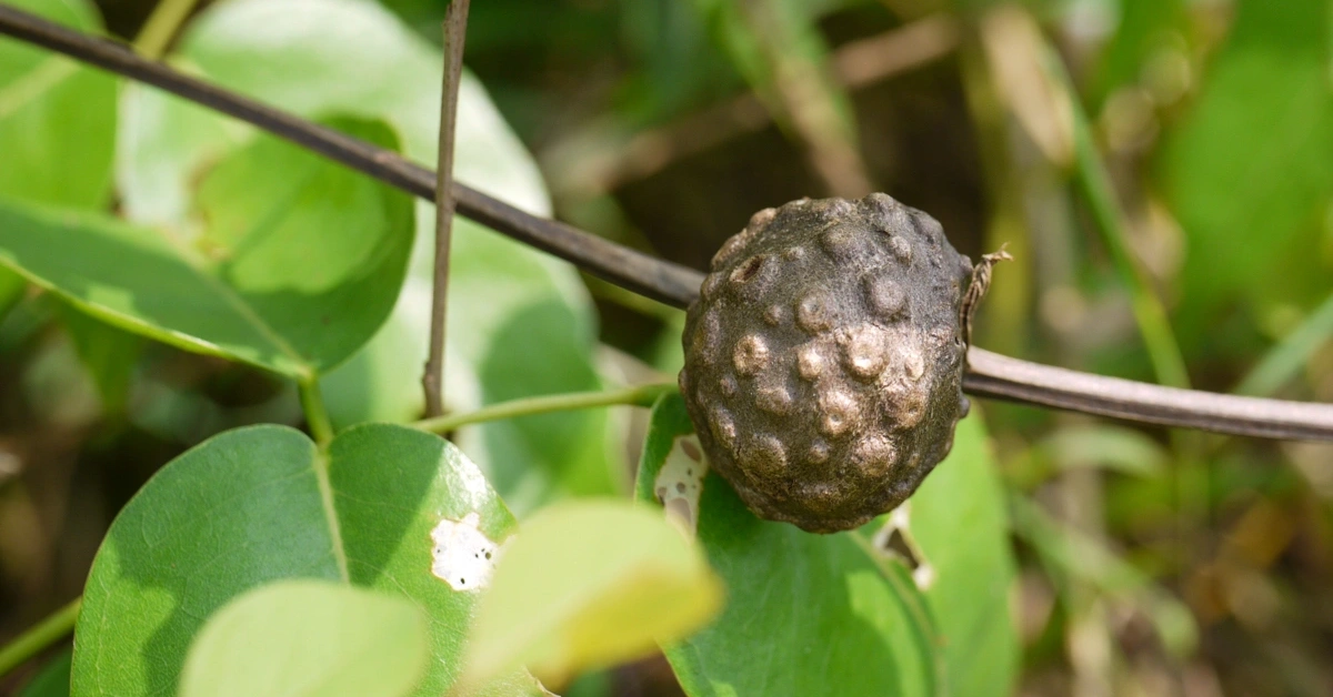 Rani Gittha (रानीगिठ्ठा, Varahi Kand( वाराही कन्द) Dioscorea bulbifera Linn.Benefits Uses and Using Method