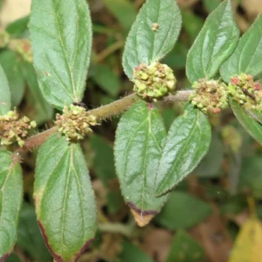 Sal Tree: Shorea robusta Benefits, Uses, Precaution & More!