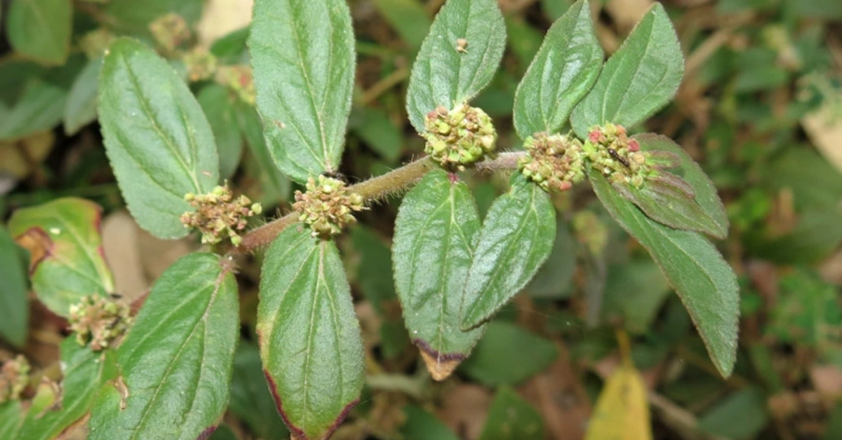 Dudhe jhar (दुधे झार) , Dugdhika ( दुग्धिका) Euphorbia hirta Linn. Benefits and Uses