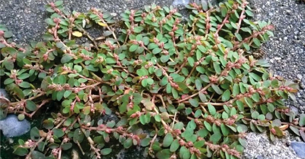 Saano Dugdhi (सानो दुग्धी) , Laghu Dugdhika (लघु दुग्धिका ) Euphorbia thymifolia Linn. Benefits, uses and using Method